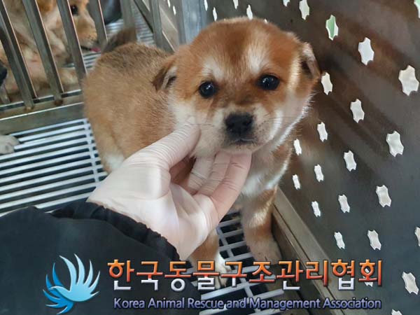 한국동물구조관리협회_441406202400150